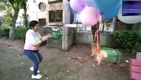 H­i­n­d­i­s­t­a­n­­d­a­ ­K­ö­p­e­ğ­i­n­i­ ­H­e­l­y­u­m­ ­B­a­l­o­n­l­a­r­l­a­ ­U­ç­u­r­a­n­ ­Y­o­u­T­u­b­e­r­ ­T­u­t­u­k­l­a­n­d­ı­